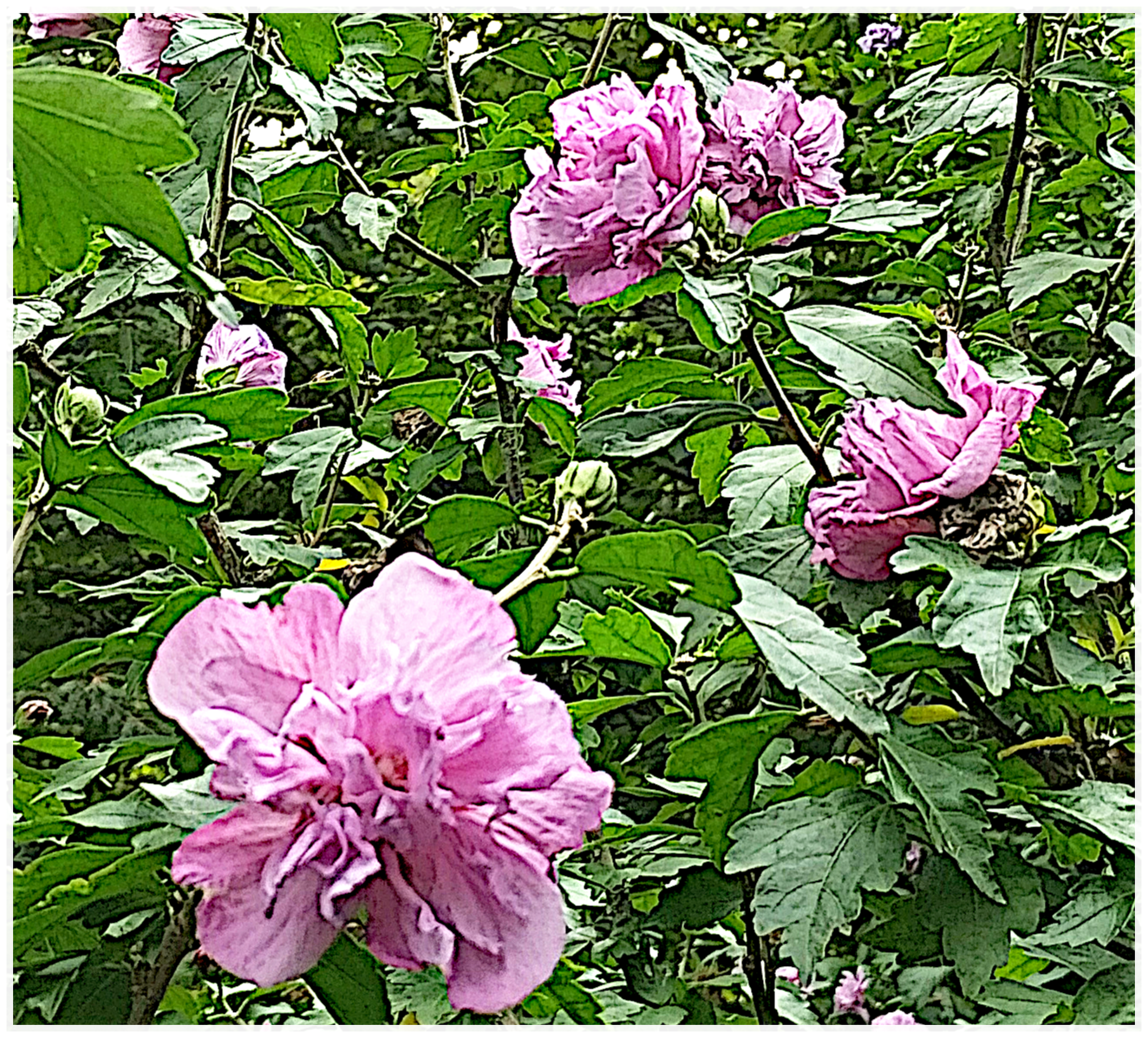 kein 2. Bild Lomi-Lomi-Massage Chemnitz