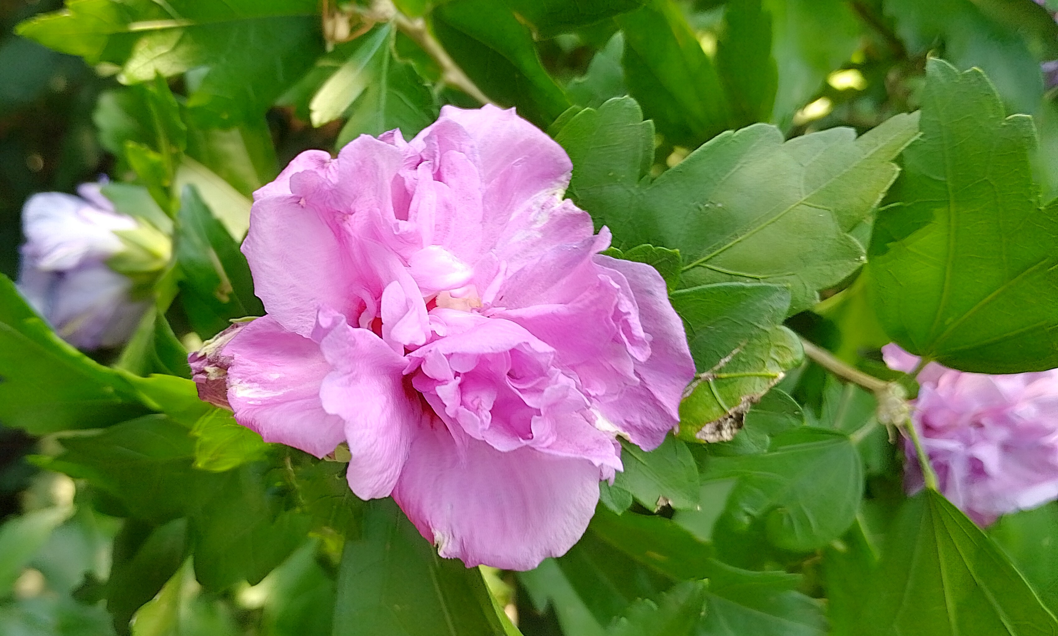 kein erstes Bild Lomi-Lomi-Massage Chemnitz