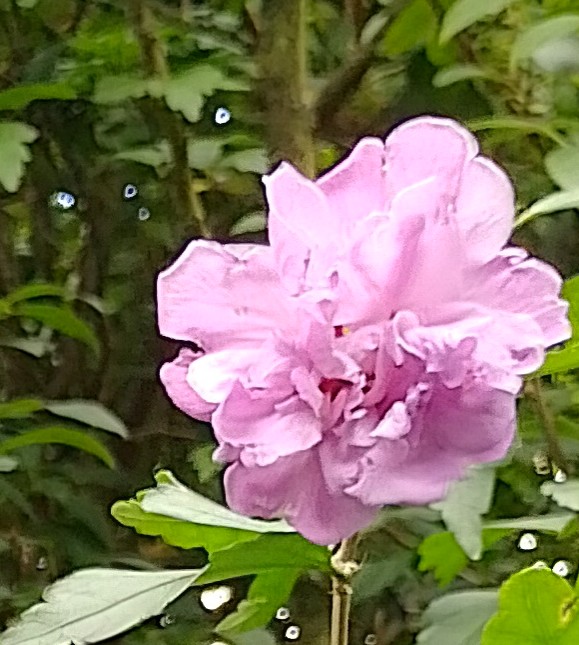 kein 3. Bild Lomi-Lomi-Massage Chemnitz