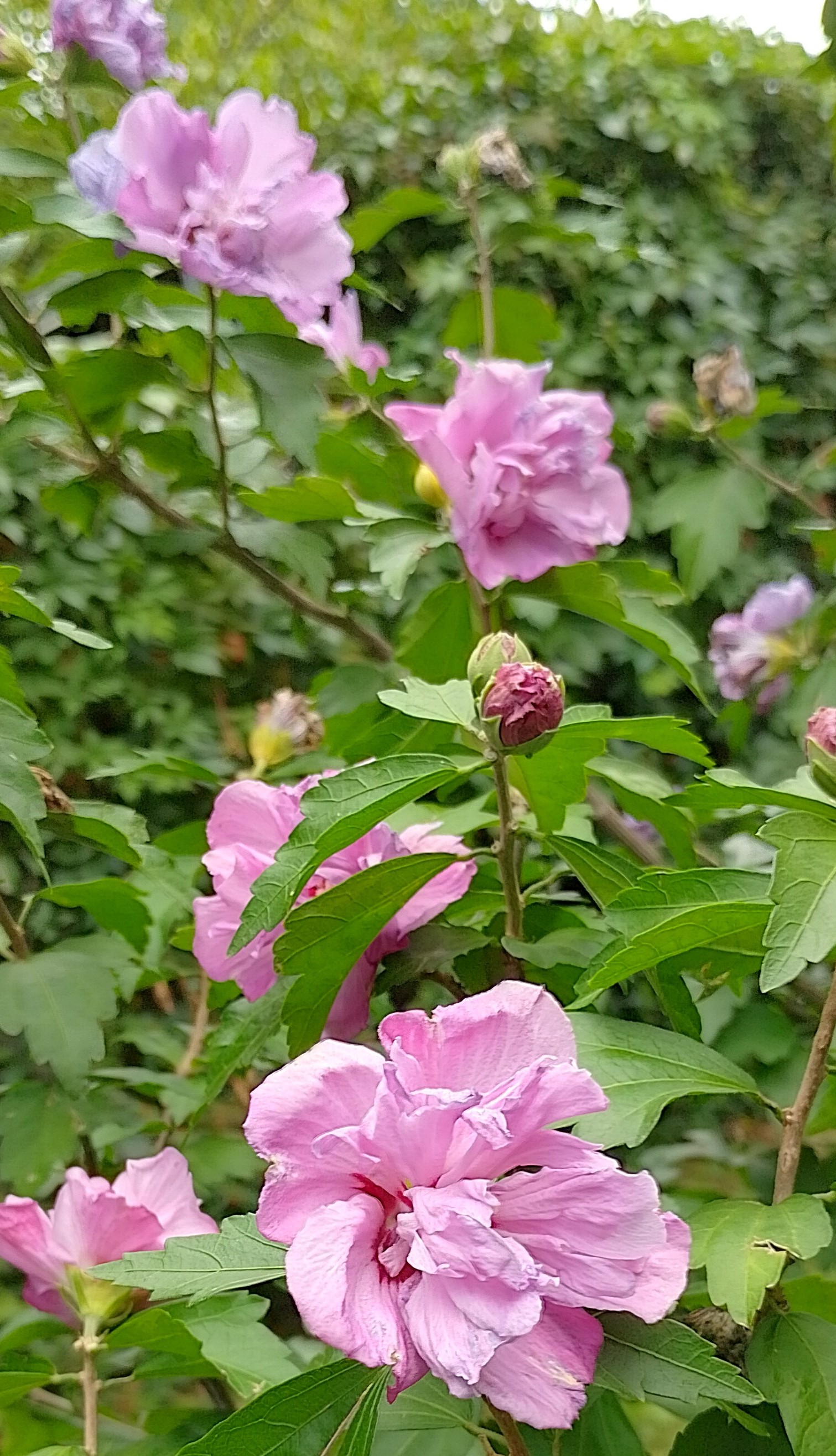 kein 5. Bild Lomi-Lomi-Massage Chemnitz