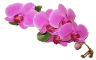 Massagen Chemnitz/Grüna Fuß Massage Chemnitz
